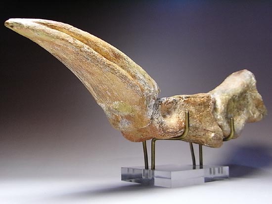 完全成体のカルカロドントサウルスの節骨付きフットクロウ（その8）