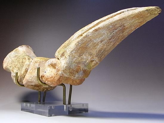 完全成体のカルカロドントサウルスの節骨付きフットクロウ(その9)