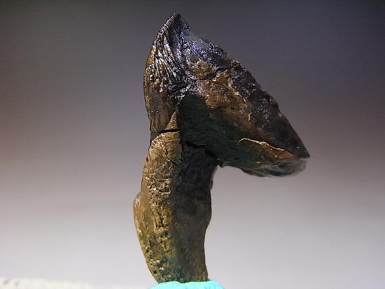 希少化石！トリケラトプスのダブルルート歯（その11）