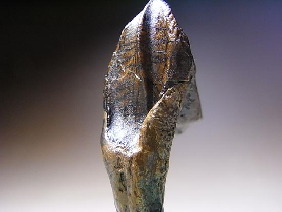 希少化石！トリケラトプスのダブルルート歯（その15）