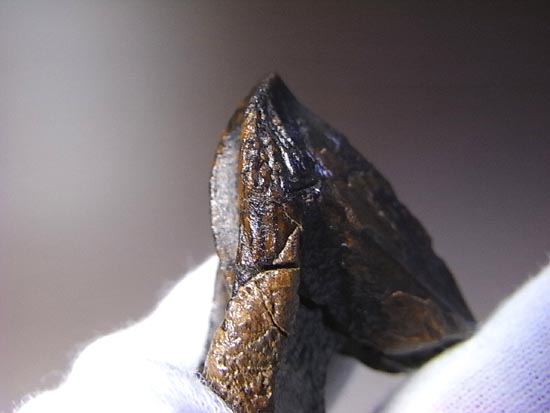 希少化石！トリケラトプスのダブルルート歯（その3）