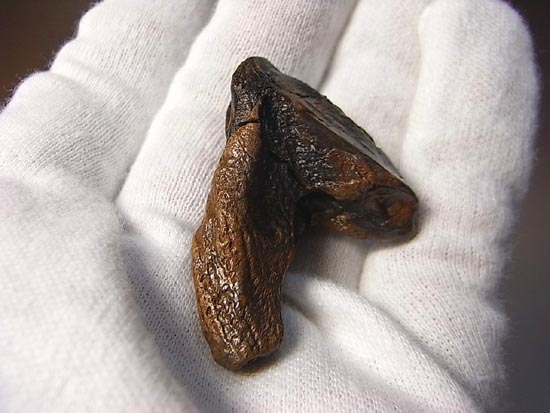 希少化石！トリケラトプスのダブルルート歯（その4）