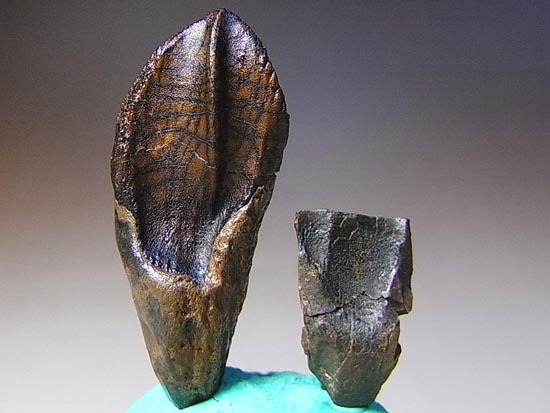 希少化石！トリケラトプスのダブルルート歯（その8）