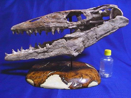 90％オリジナル！モササウルス類のプラテカルプス頭骨（その1）