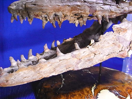 90％オリジナル！モササウルス類のプラテカルプス頭骨（その10）