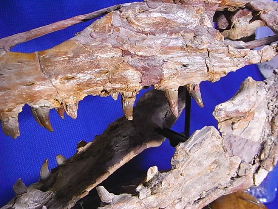 90％オリジナル！モササウルス類のプラテカルプス頭骨（その11）