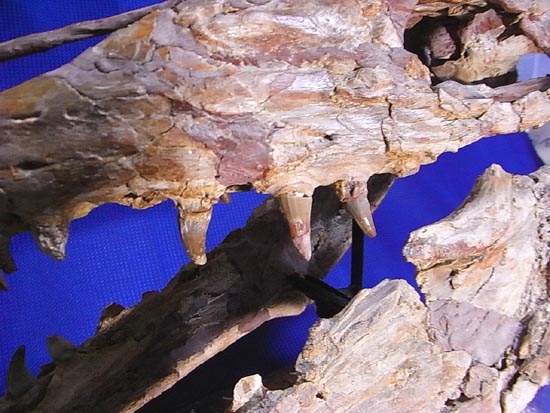 90％オリジナル！モササウルス類のプラテカルプス頭骨（その12）