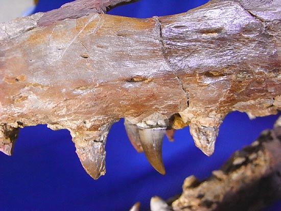 90％オリジナル！モササウルス類のプラテカルプス頭骨（その13）