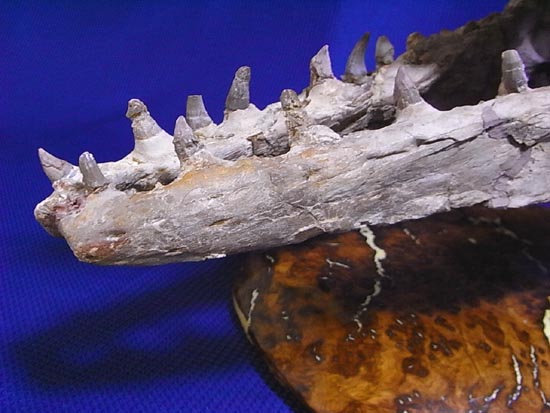 90％オリジナル！モササウルス類のプラテカルプス頭骨（その14）