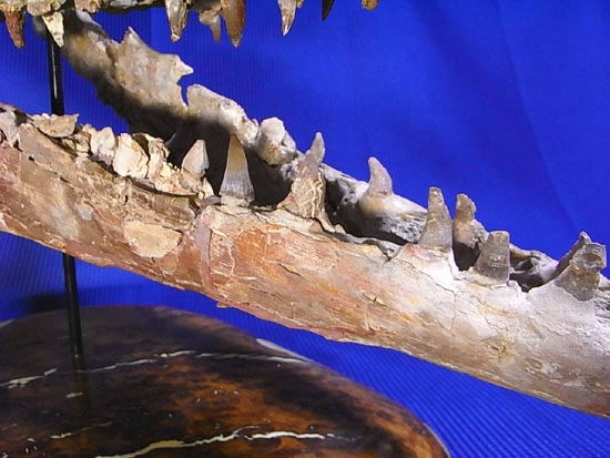 90％オリジナル！モササウルス類のプラテカルプス頭骨（その16）