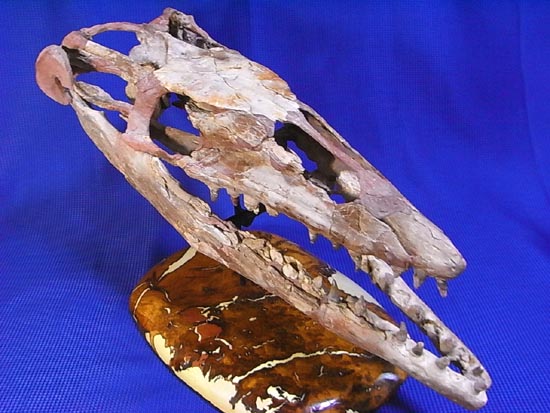 90％オリジナル！モササウルス類のプラテカルプス頭骨（その17）
