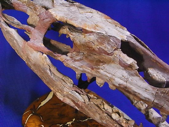 90％オリジナル！モササウルス類のプラテカルプス頭骨（その18）
