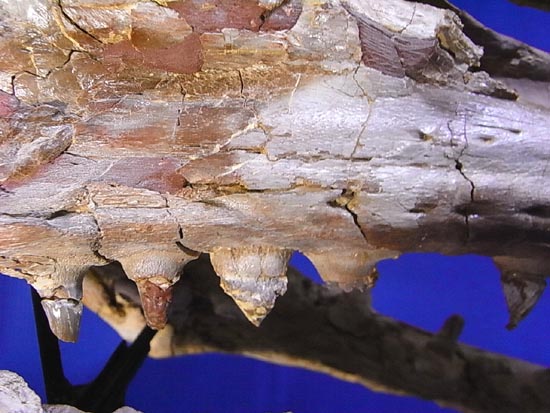 90％オリジナル！モササウルス類のプラテカルプス頭骨（その19）
