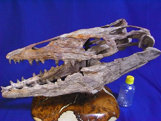 90％オリジナル！モササウルス類のプラテカルプス頭骨（その2）