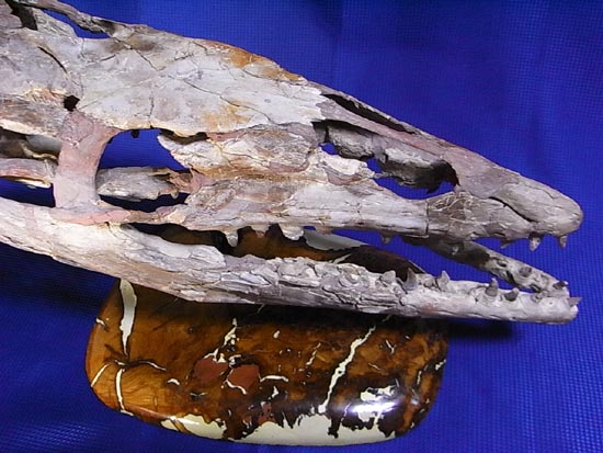 90％オリジナル！モササウルス類のプラテカルプス頭骨（その20）