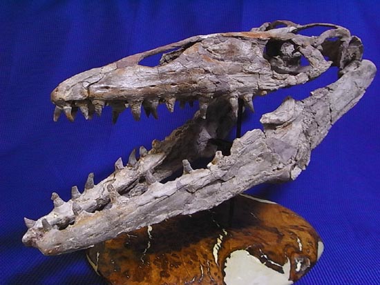 90％オリジナル！モササウルス類のプラテカルプス頭骨（その4）