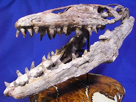 90％オリジナル！モササウルス類のプラテカルプス頭骨（その6）