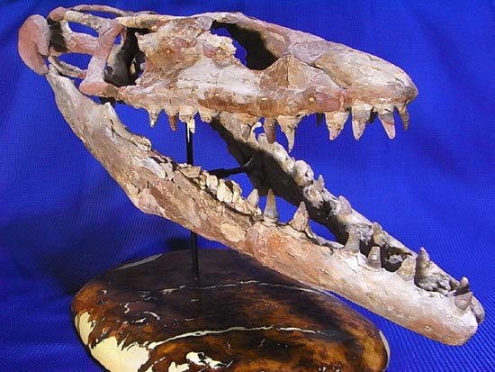 90％オリジナル！モササウルス類のプラテカルプス頭骨（その7）