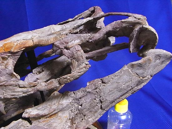 90％オリジナル！モササウルス類のプラテカルプス頭骨（その8）