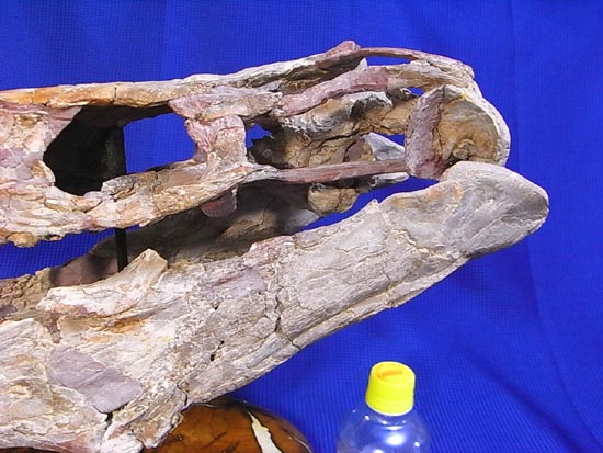 90％オリジナル！モササウルス類のプラテカルプス頭骨（その9）