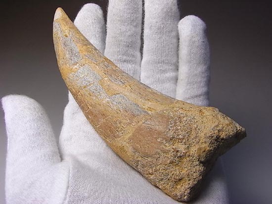 巨大！カルカロドントサウルスのハンドクロウ（その1）