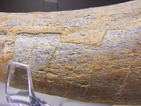 巨大！カルカロドントサウルスのハンドクロウ（その10）