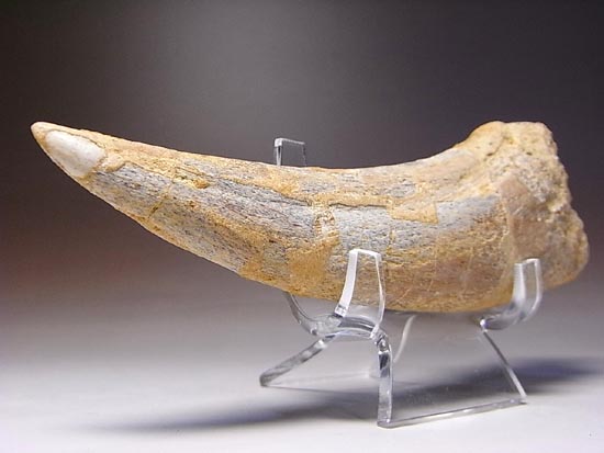 巨大！カルカロドントサウルスのハンドクロウ（その11）