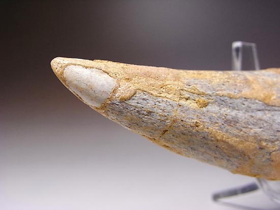 巨大！カルカロドントサウルスのハンドクロウ（その12）