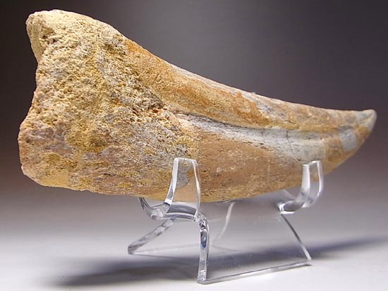 巨大！カルカロドントサウルスのハンドクロウ（その13）