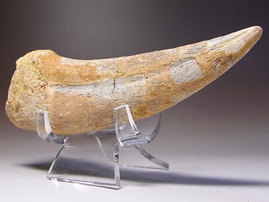 巨大！カルカロドントサウルスのハンドクロウ（その14）