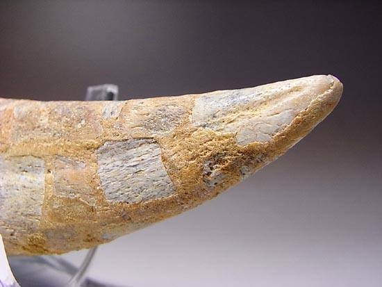 巨大！カルカロドントサウルスのハンドクロウ（その15）