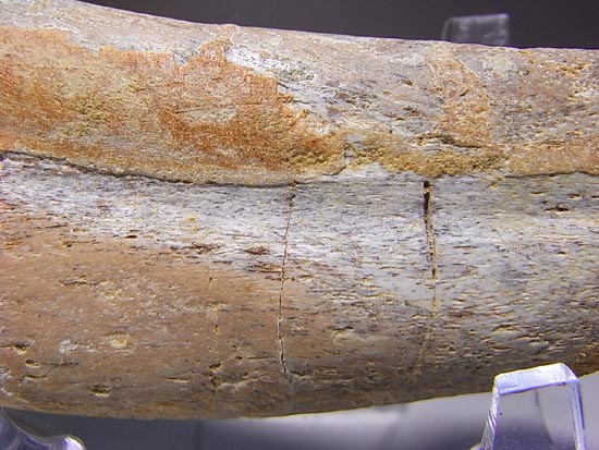 巨大！カルカロドントサウルスのハンドクロウ（その16）