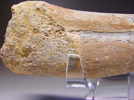 巨大！カルカロドントサウルスのハンドクロウ（その17）