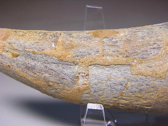 巨大！カルカロドントサウルスのハンドクロウ（その18）