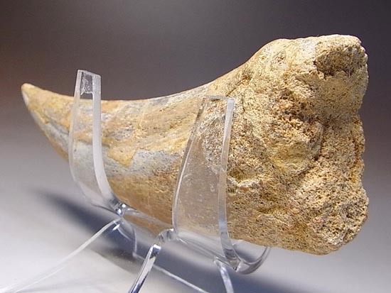 巨大！カルカロドントサウルスのハンドクロウ（その19）