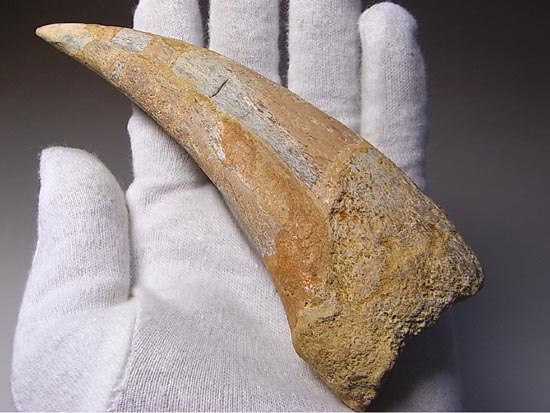 巨大！カルカロドントサウルスのハンドクロウ（その2）