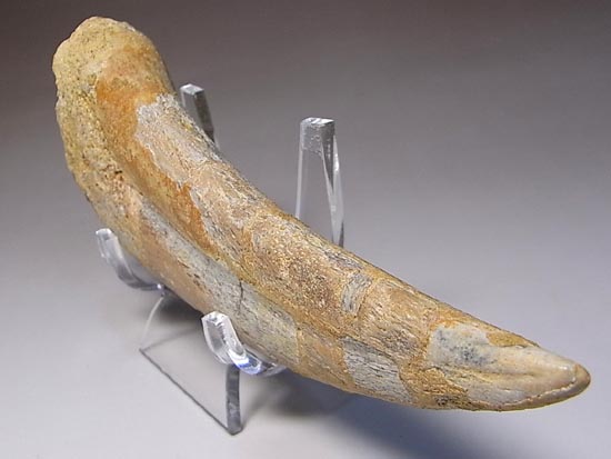 巨大！カルカロドントサウルスのハンドクロウ（その20）