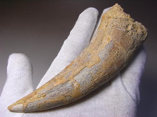 巨大！カルカロドントサウルスのハンドクロウ（その3）