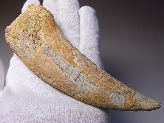 巨大！カルカロドントサウルスのハンドクロウ（その4）