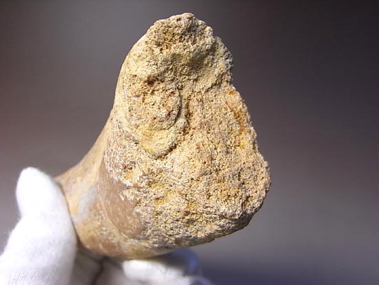 巨大！カルカロドントサウルスのハンドクロウ（その5）