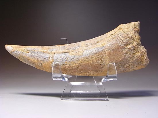 巨大！カルカロドントサウルスのハンドクロウ（その6）