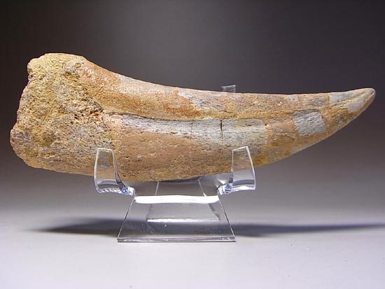 巨大！カルカロドントサウルスのハンドクロウ（その7）