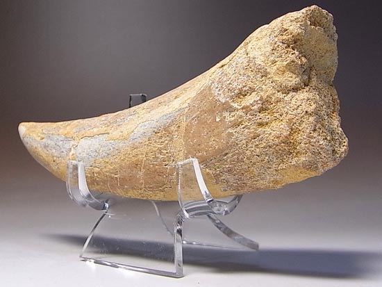 巨大！カルカロドントサウルスのハンドクロウ（その8）