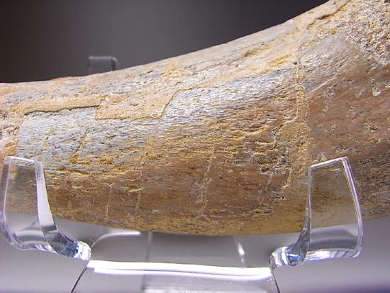 巨大！カルカロドントサウルスのハンドクロウ（その9）