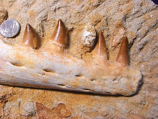 モササウルスの下顎化石（その1）