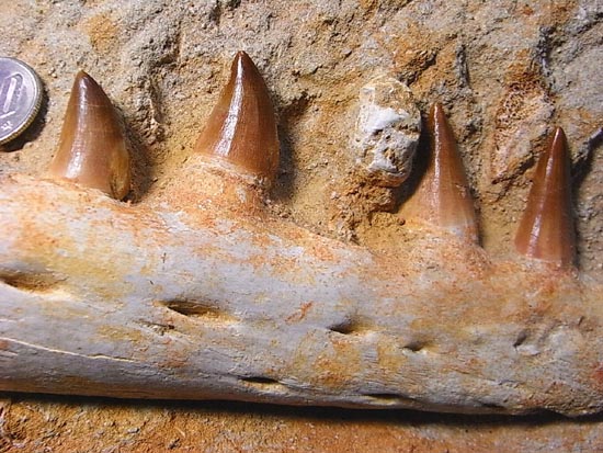 モササウルスの下顎化石（その10）