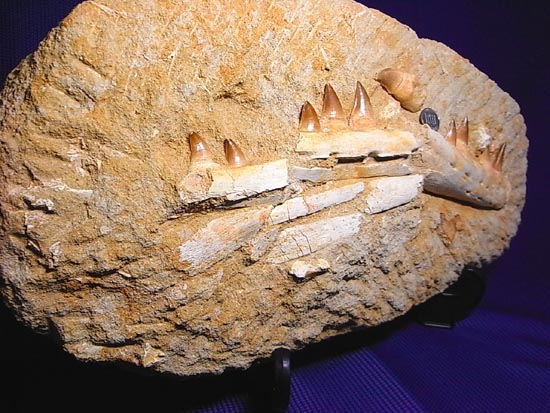 モササウルスの下顎化石（その13）