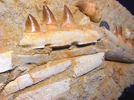 モササウルスの下顎化石（その14）