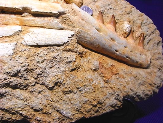 モササウルスの下顎化石（その15）