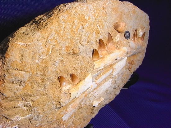 モササウルスの下顎化石（その16）
